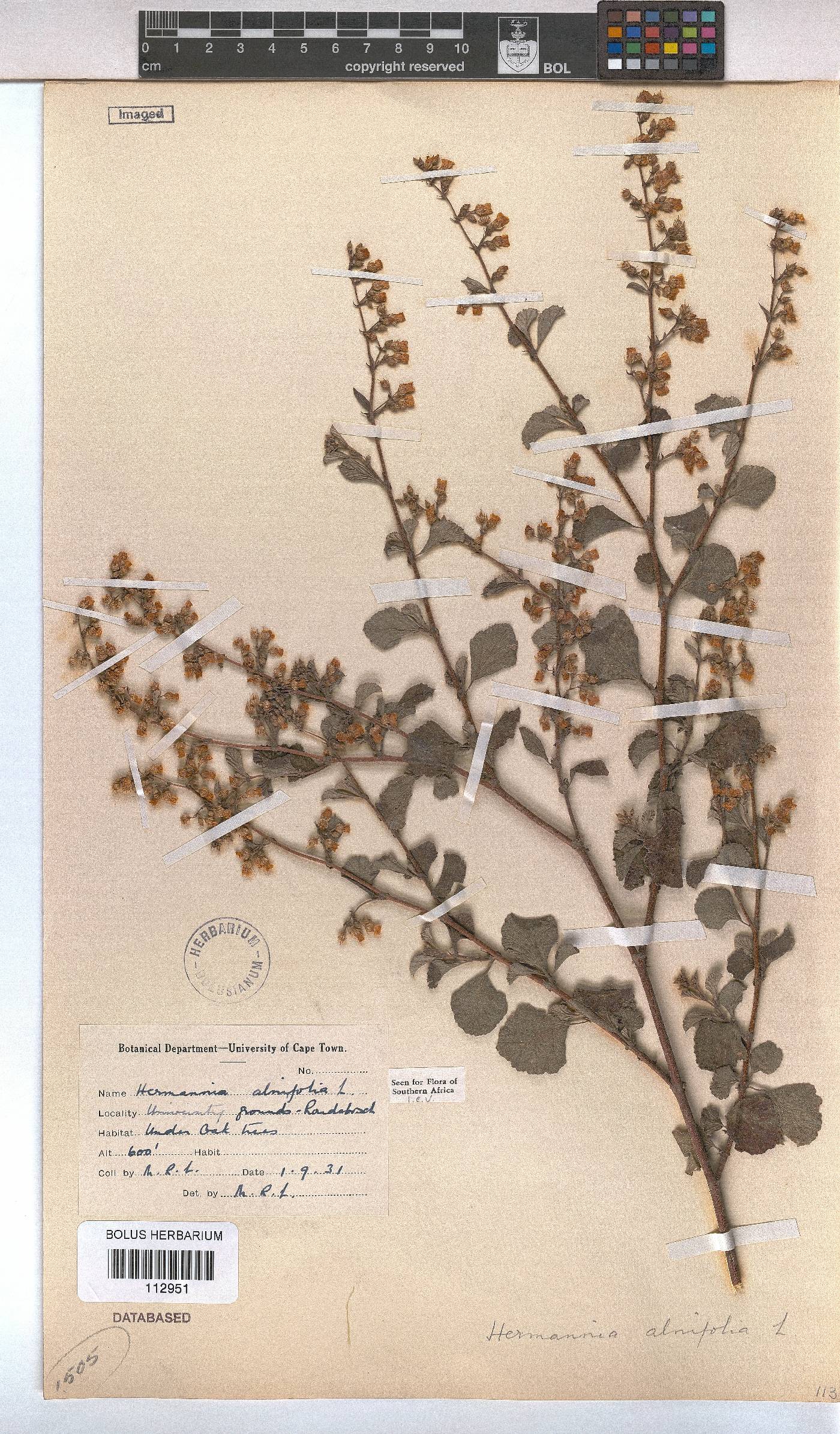 Hermannia alnifolia image