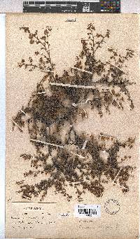 Hermannia alnifolia image
