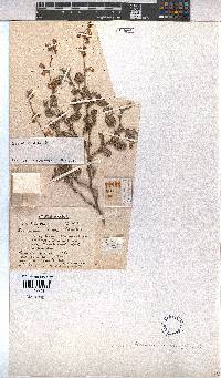 Hermannia alnifolia image