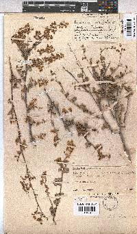Hermannia alnifolia image