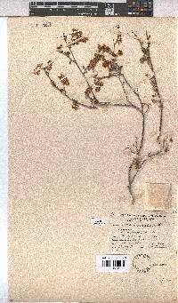 Hermannia alnifolia image
