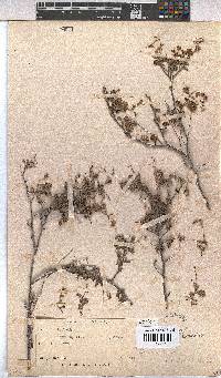 Hermannia alnifolia image