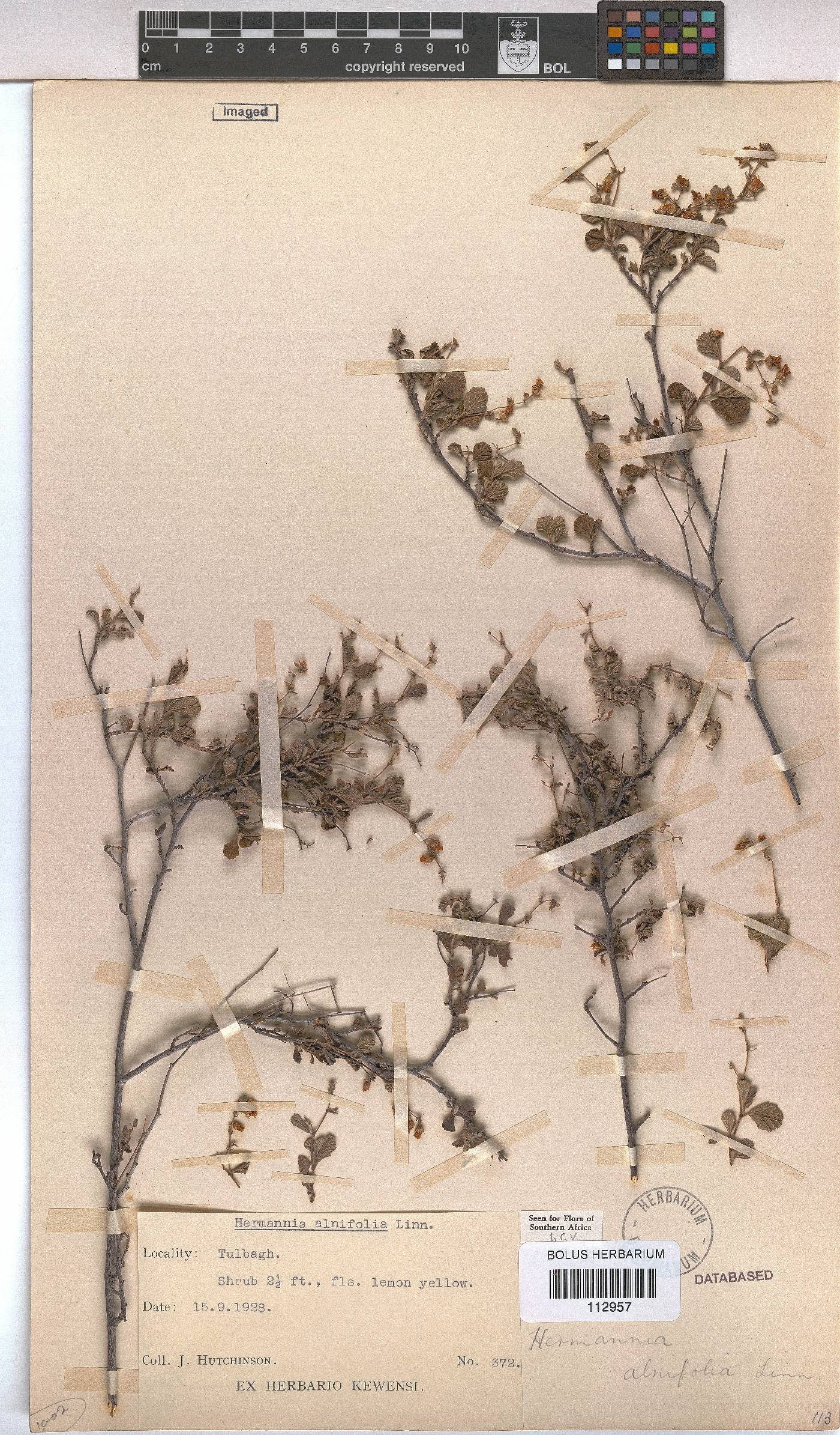 Hermannia alnifolia image