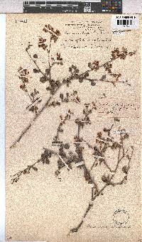 Hermannia alnifolia image