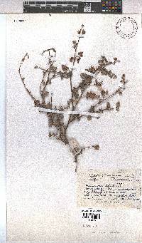 Hermannia alnifolia image