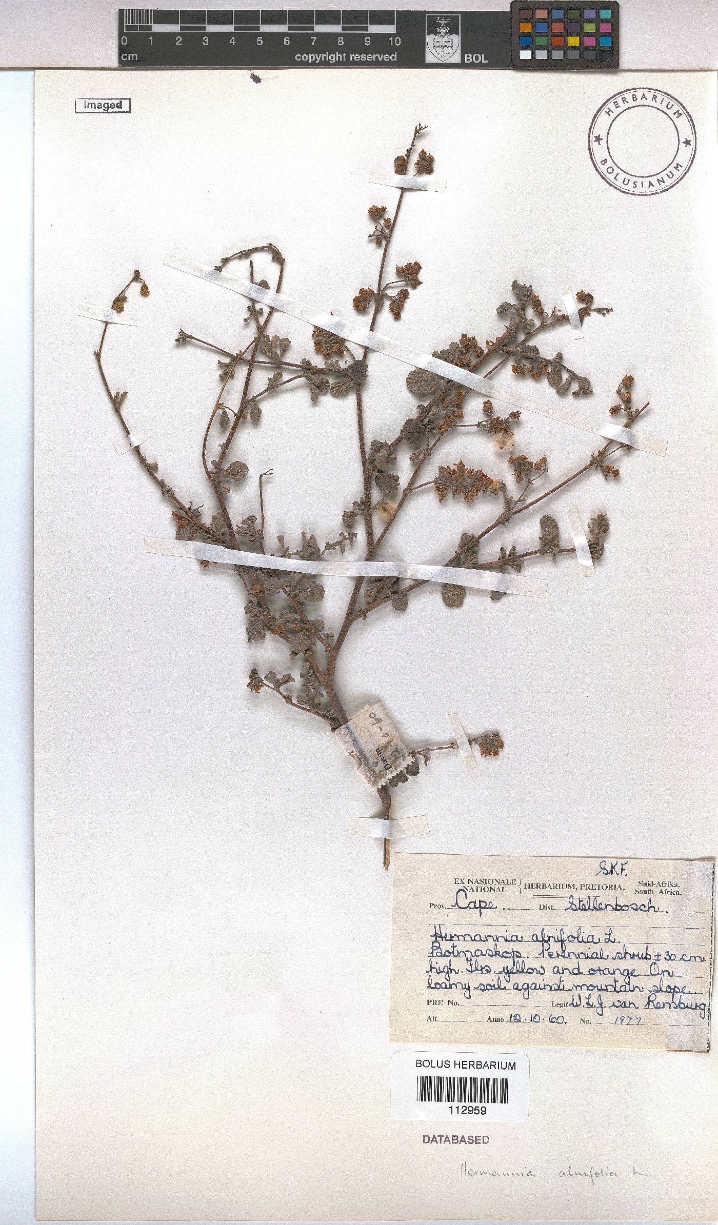 Hermannia alnifolia image