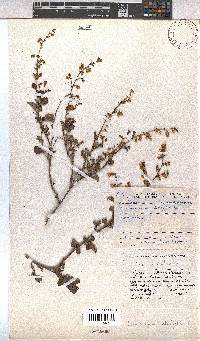 Hermannia alnifolia image