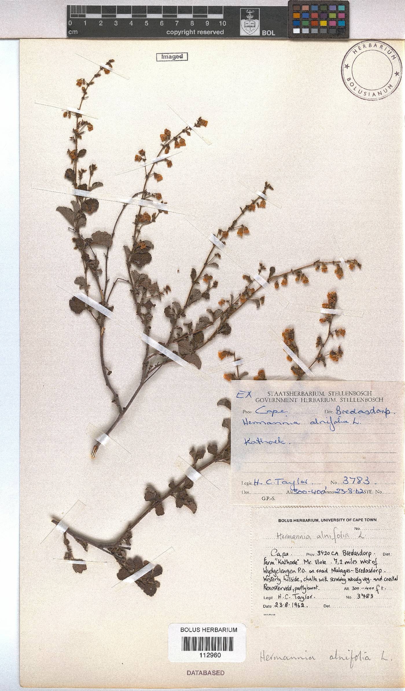 Hermannia alnifolia image