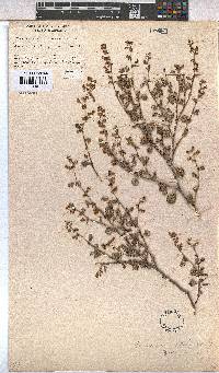 Hermannia alnifolia image