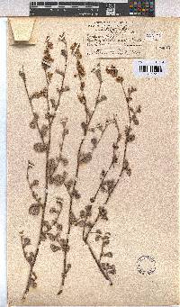 Hermannia alnifolia image