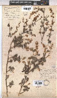 Hermannia alnifolia image