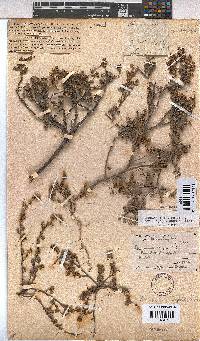 Hermannia alnifolia image