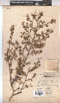 Hermannia alnifolia image