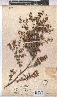 Hermannia alnifolia image