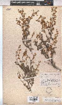 Hermannia alnifolia image
