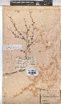 Hermannia alnifolia image
