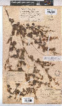 Hermannia alnifolia image