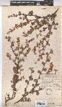 Hermannia alnifolia image