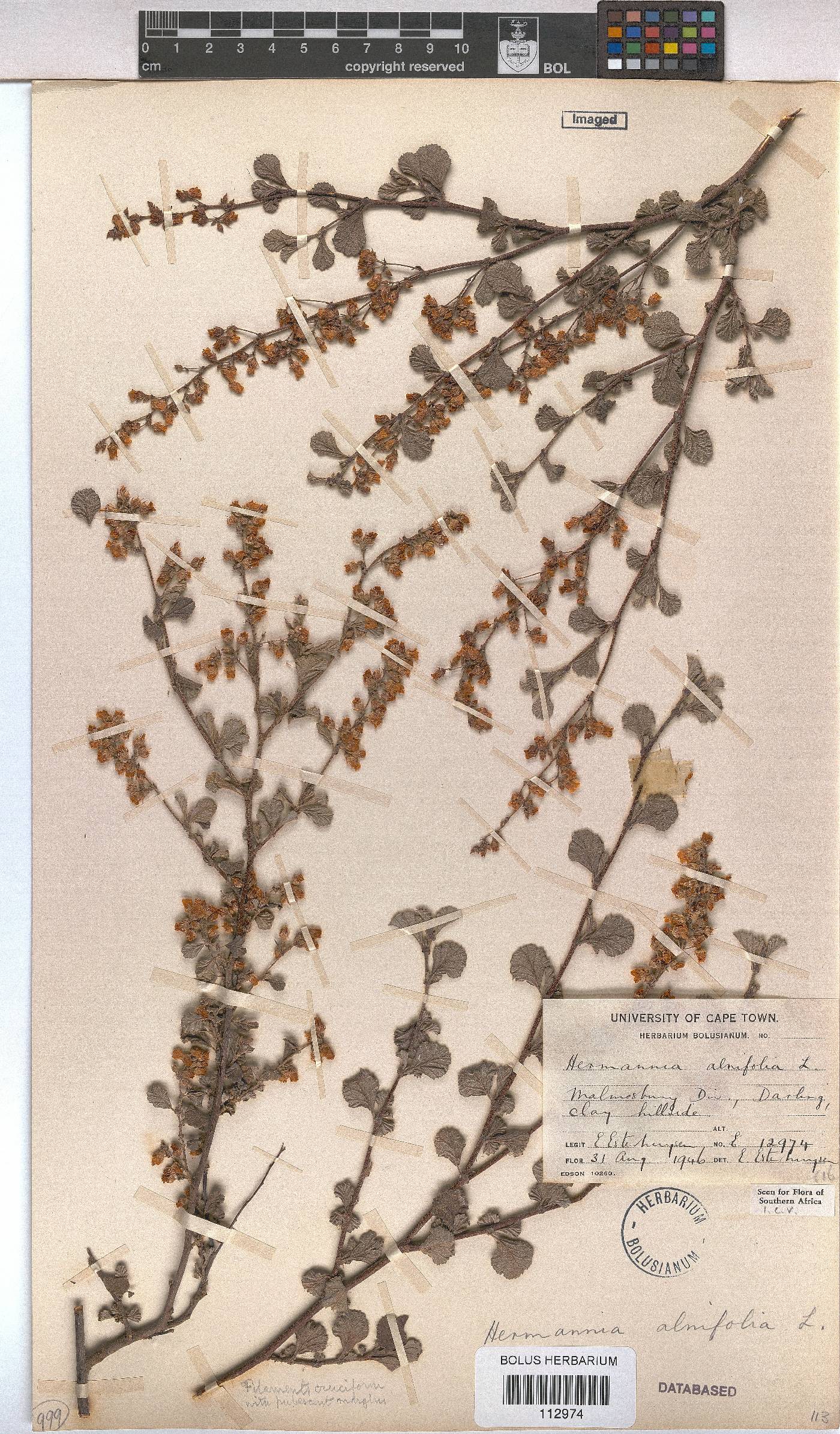 Hermannia alnifolia image