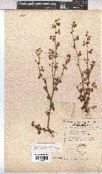 Hermannia alnifolia image