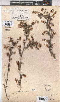 Hermannia alnifolia image