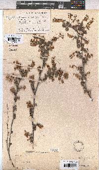 Hermannia alnifolia image