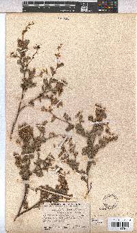 Hermannia alnifolia image