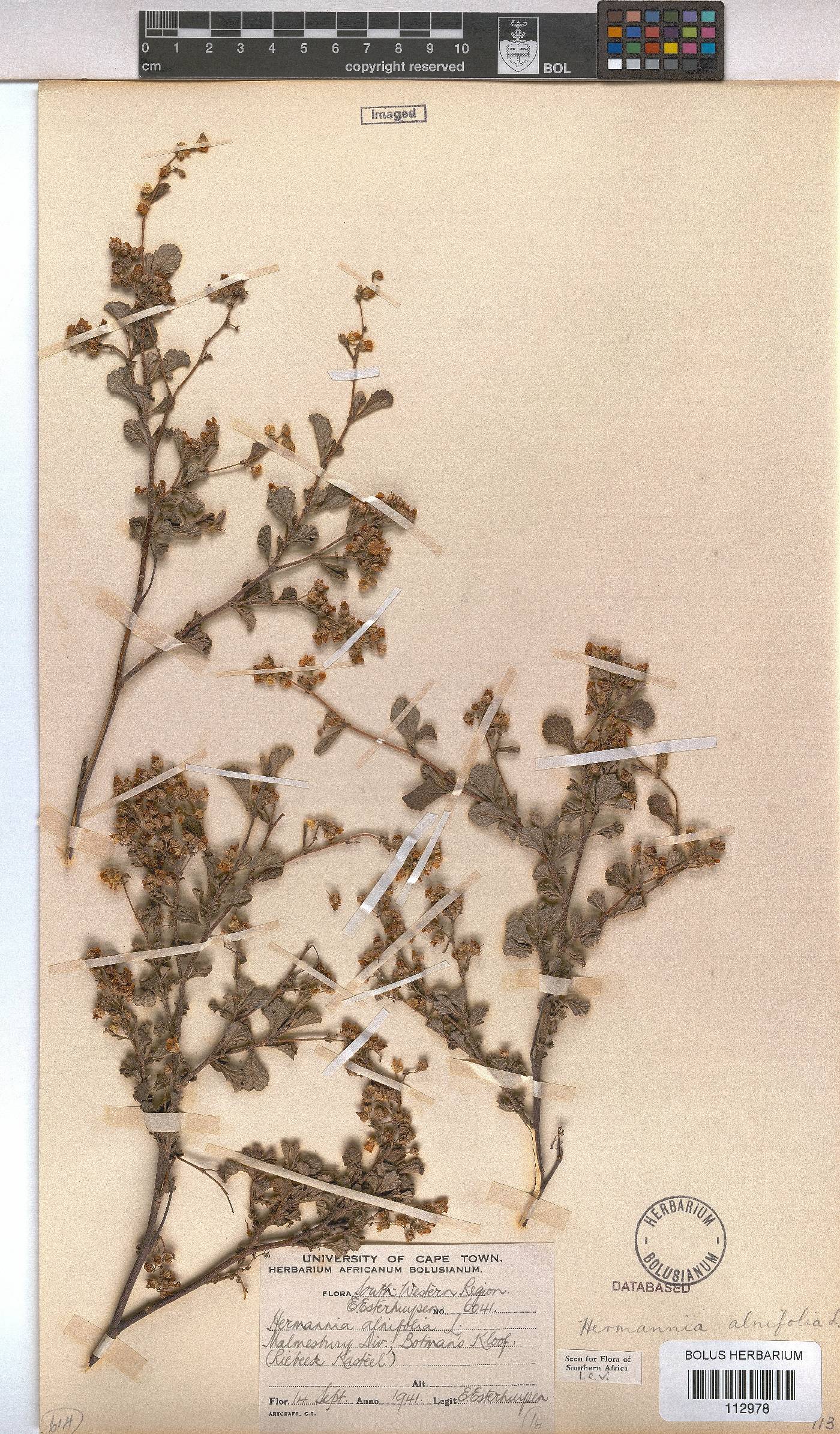 Hermannia image