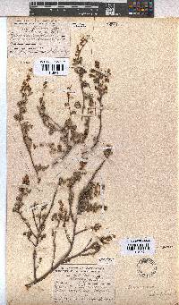 Hermannia alnifolia image