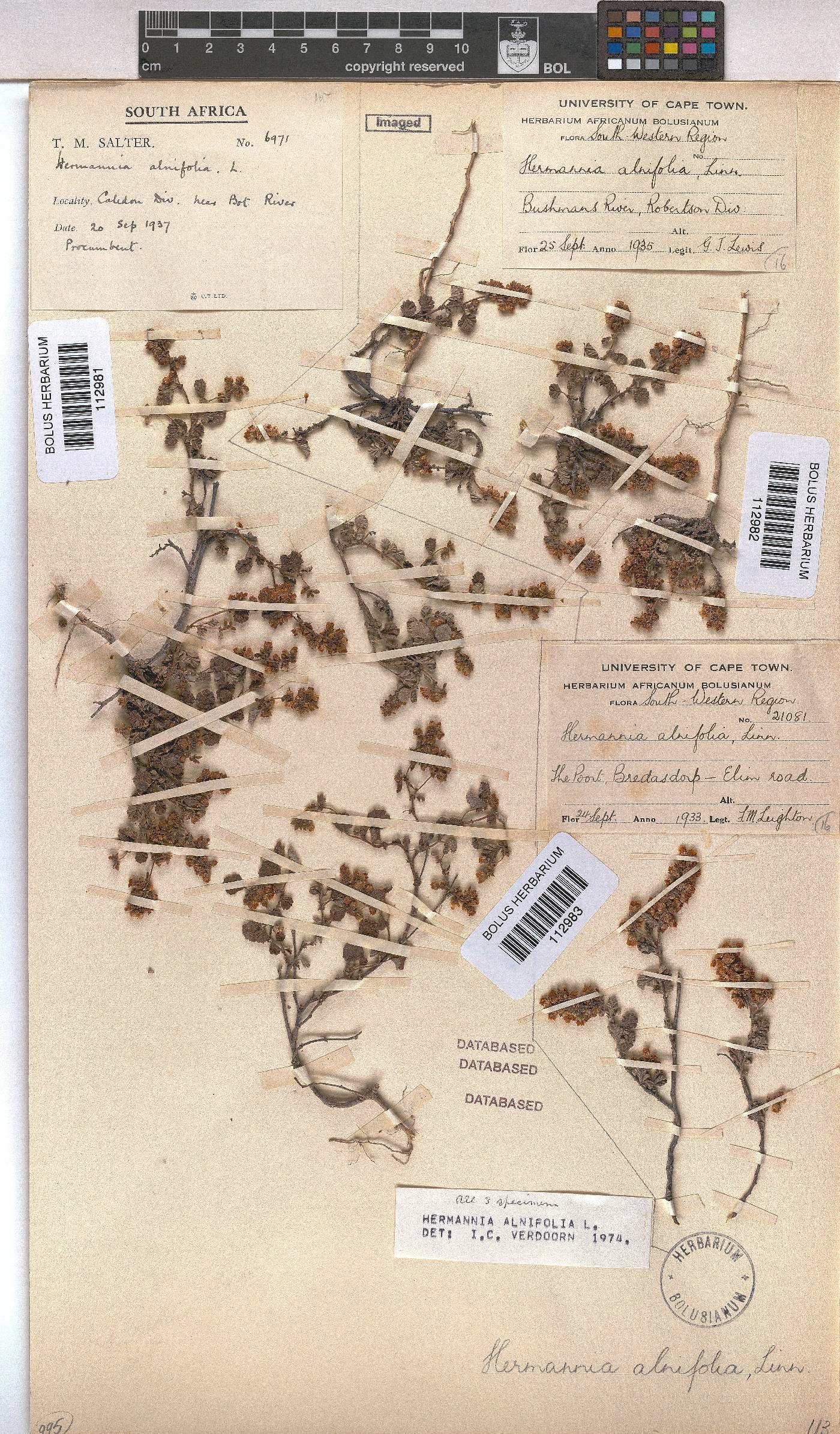 Hermannia alnifolia image