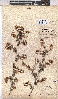 Hermannia alnifolia image