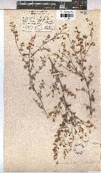 Hermannia alnifolia image