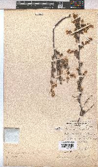 Hermannia alnifolia image