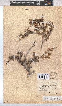 Hermannia alnifolia image