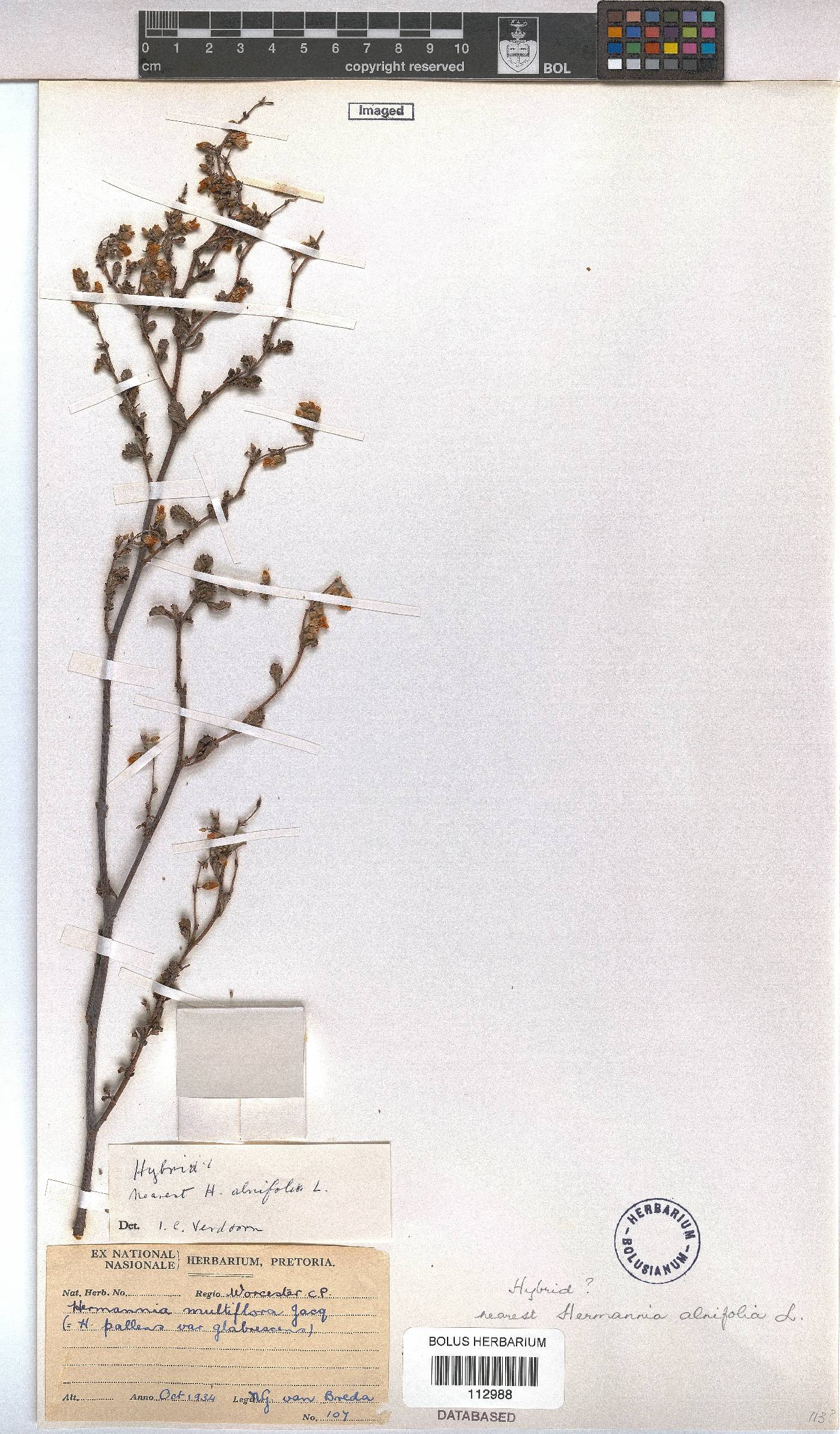 Hermannia alnifolia image
