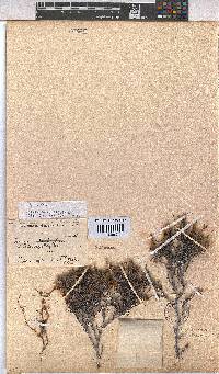 Hermannia alnifolia image
