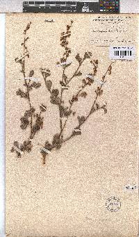 Hermannia alnifolia image