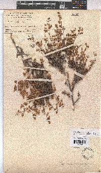 Hermannia alnifolia image