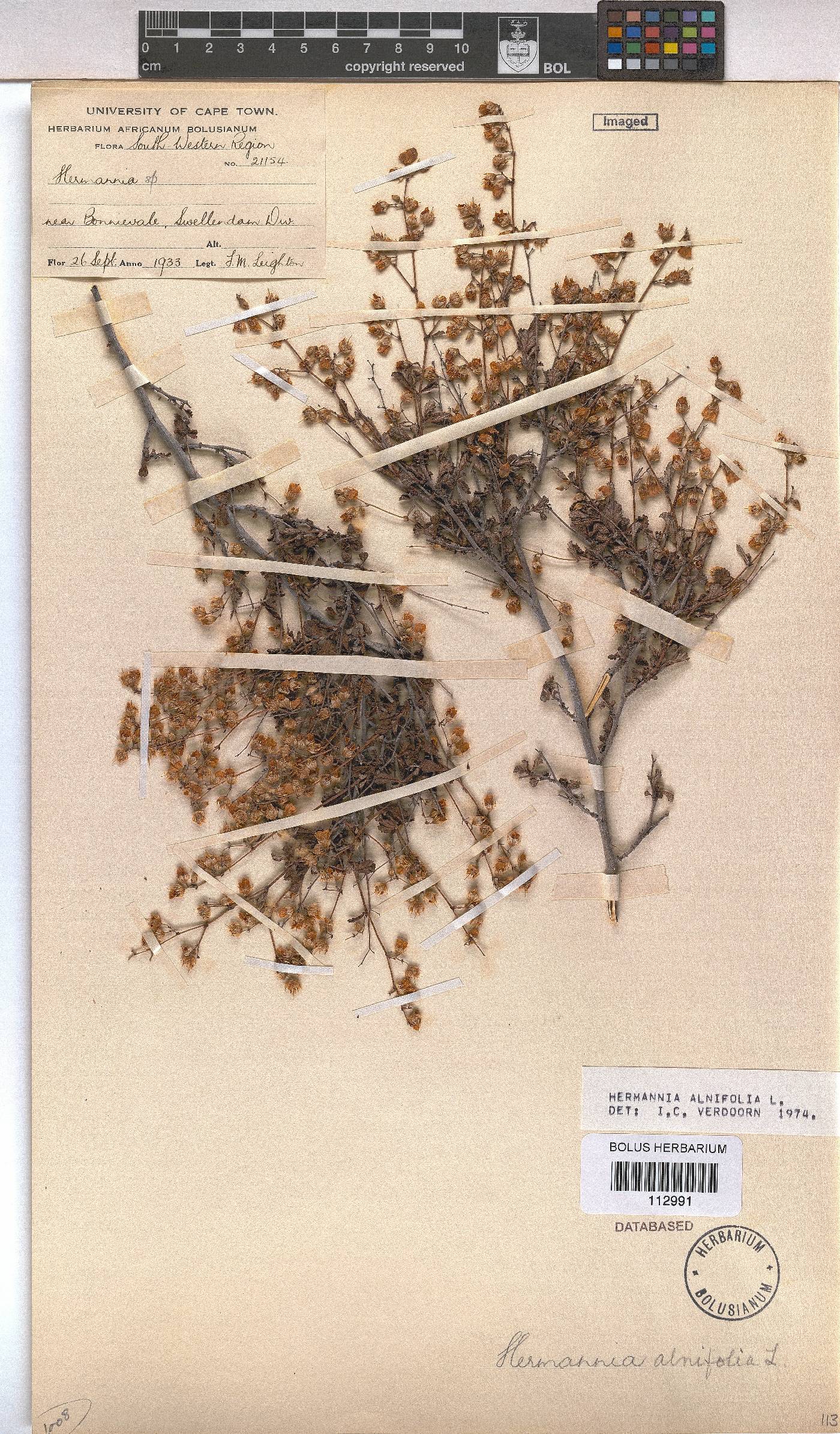 Hermannia alnifolia image