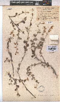 Hermannia alnifolia image