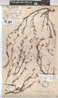 Hermannia muricata image