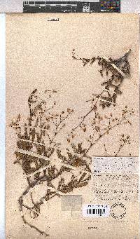 Hermannia muricata image