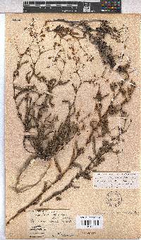 Hermannia muricata image