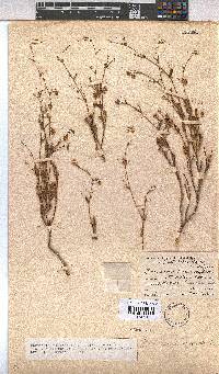 Hermannia muricata image