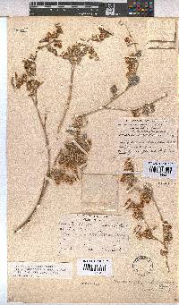 Aspalathus cephalotes subsp. violacea image