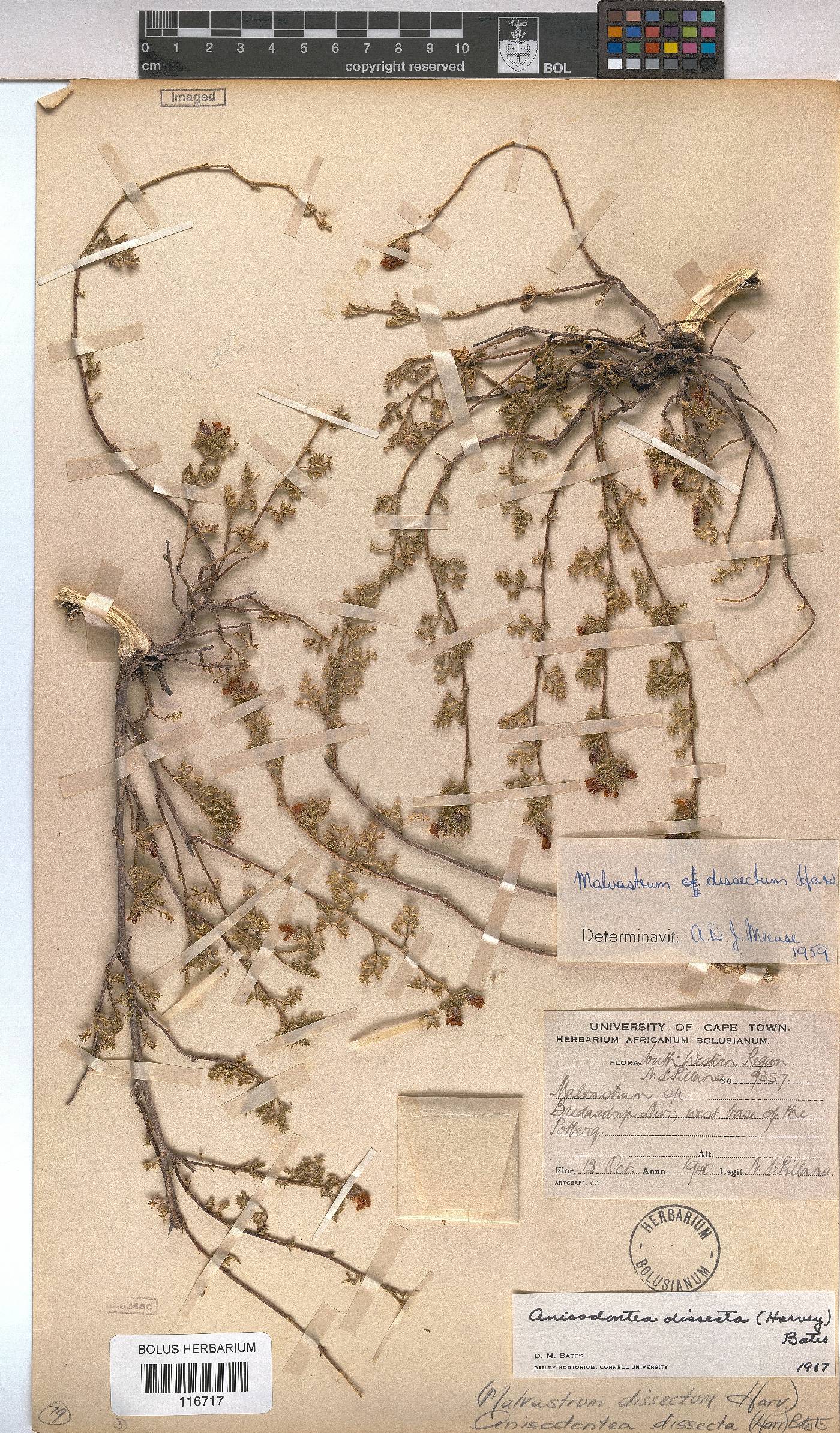 Anisodontea dissecta image