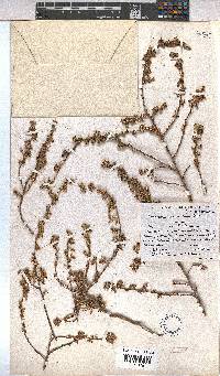 Anisodontea dissecta image