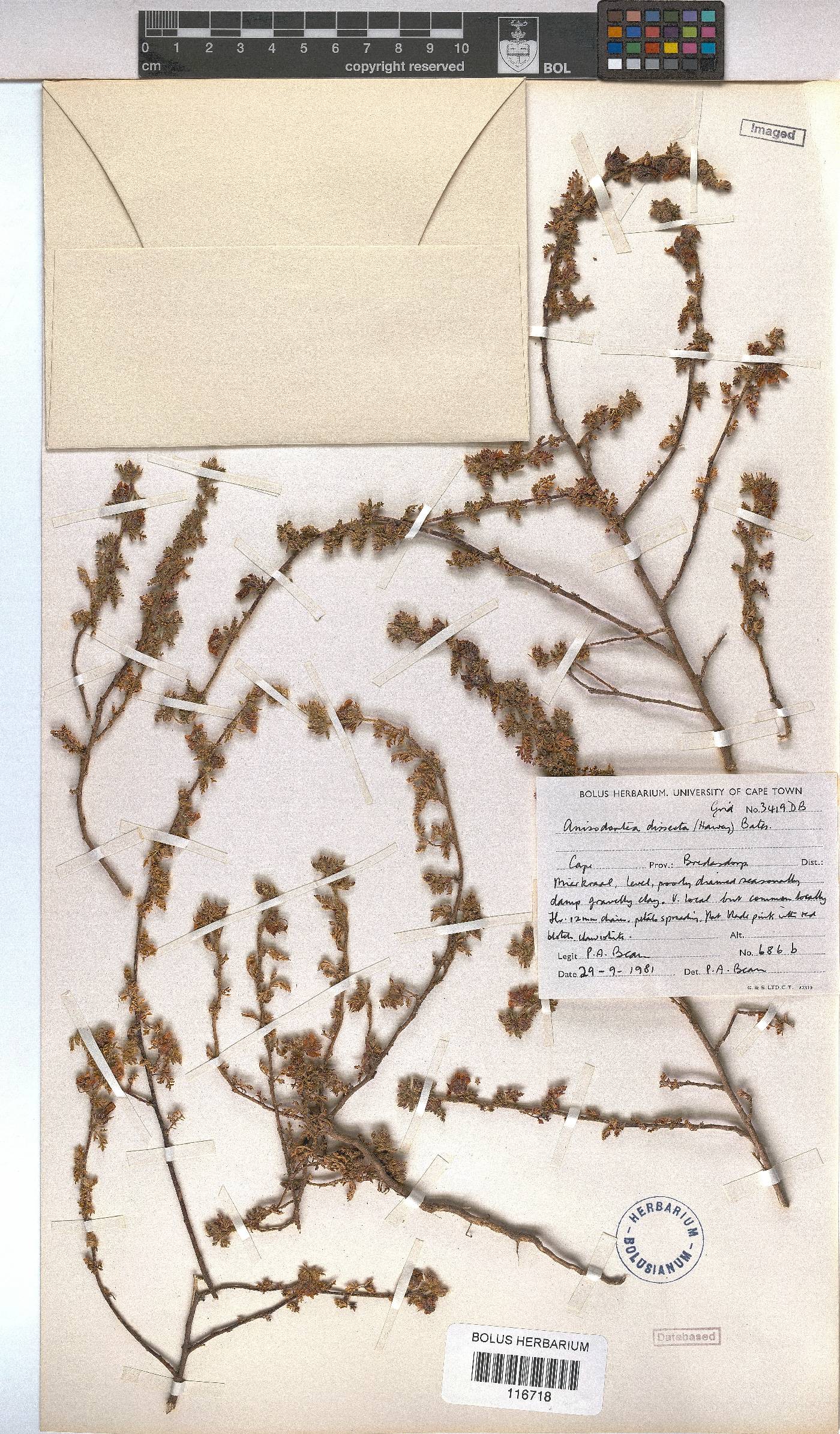 Anisodontea dissecta image