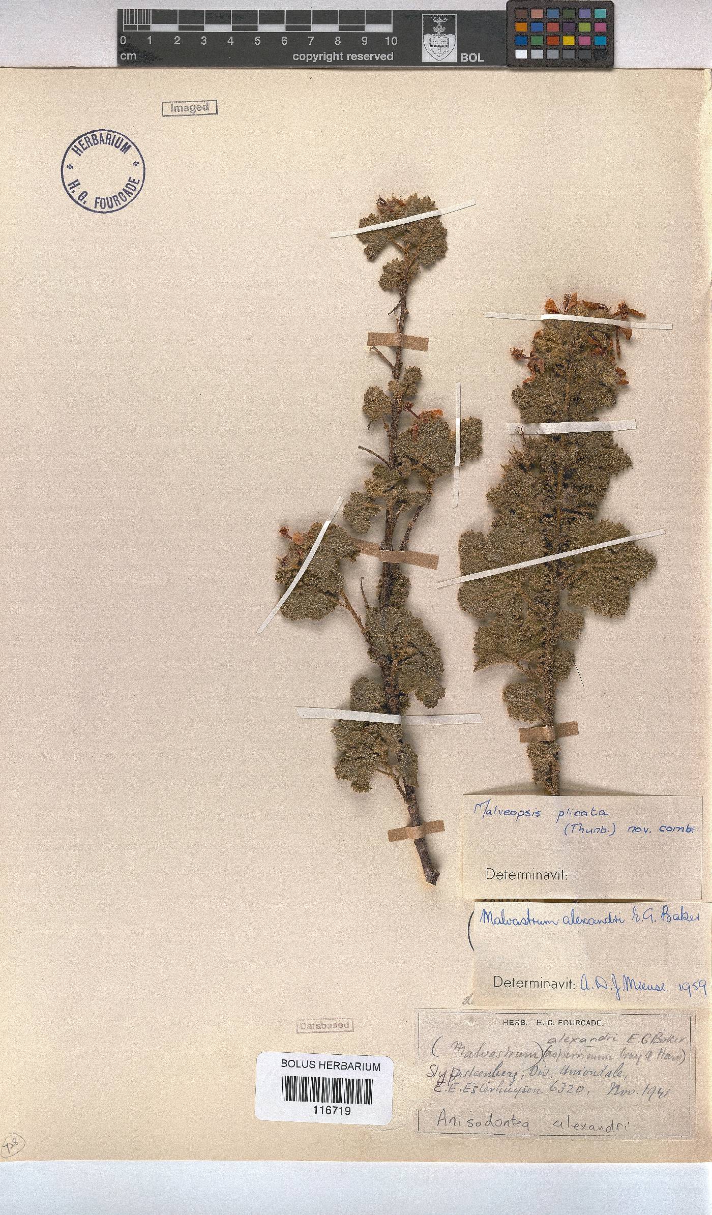 Anisodontea alexandri image