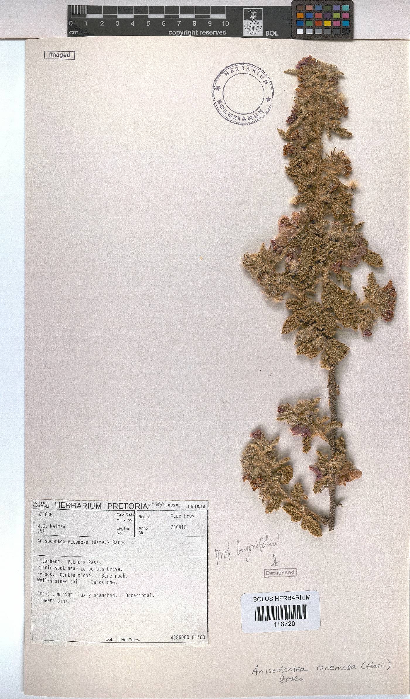 Anisodontea racemosa image